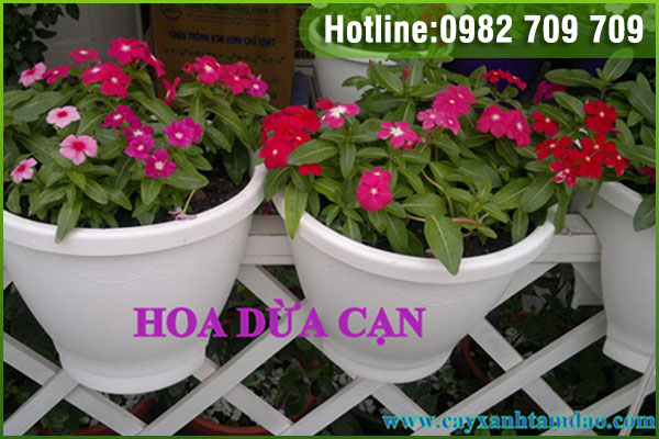 Giống hoa dừa cạn